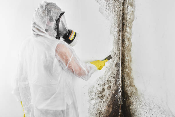 Best Fast Mold Removal  in St Francis, MN