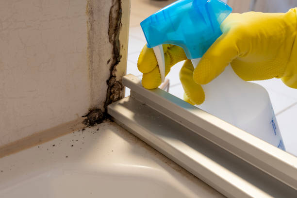 Best Professional Mold Removal  in St Francis, MN