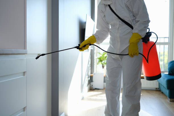 Best Mold Removal Near Me  in St Francis, MN