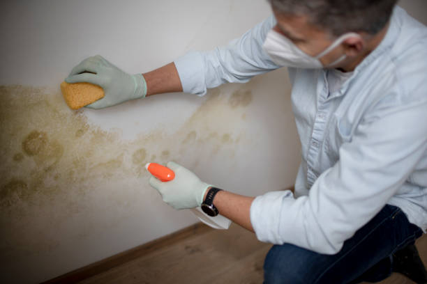 Best Crawl Space Mold Removal  in St Francis, MN