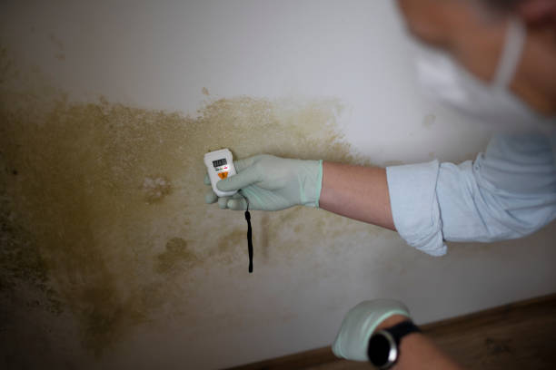 Best Commercial Mold Removal  in St Francis, MN
