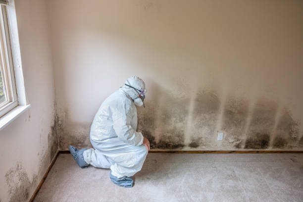 Best Mold Remediation  in St Francis, MN