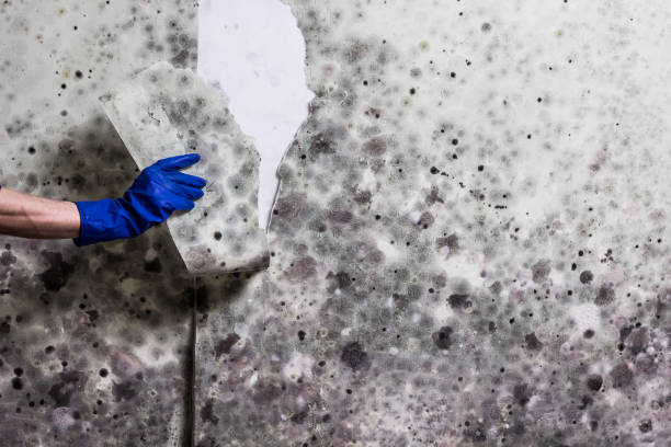 Best Residential Mold Removal  in St Francis, MN
