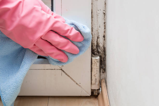 Best Attic Mold Removal  in St Francis, MN